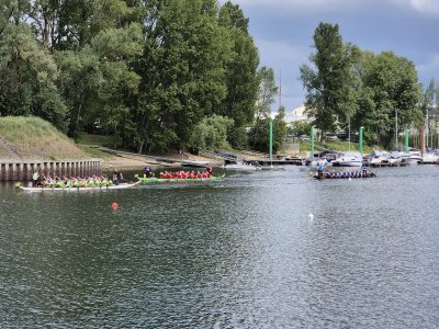 Mehrere Gruppen von Drachenboot-Ruderern üben auf einem Gewässer. Bäume und Boote im Hintergrund.